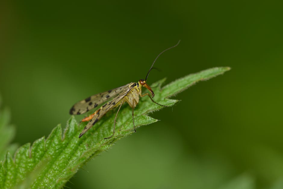  Warum reiben Fliegen ihre Beine: Eine Einführung in den Detektivprozess der Entomologie