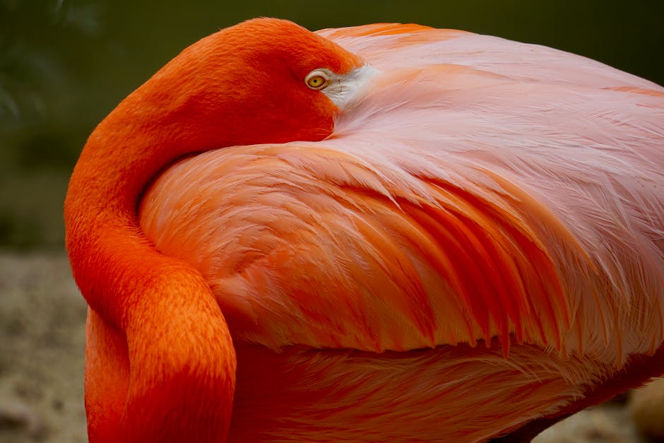  Warum stellen Flamingos ein Bein auf?