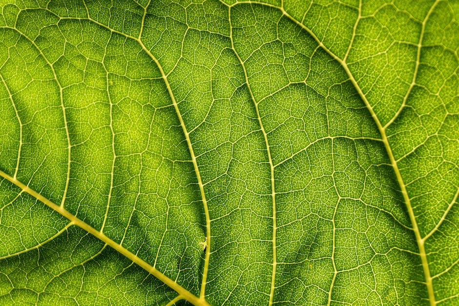 Venenentzündung im Bein behandeln