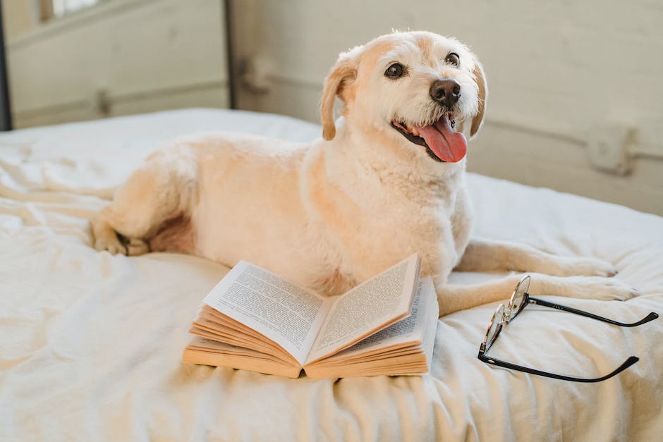 Hundebeinebeißen - Warum Hunde sich in die Beine beißen