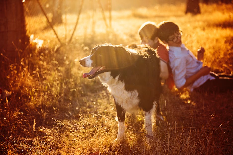 Hunde beißen sich in die Beine aus Stress oder Rangordnung