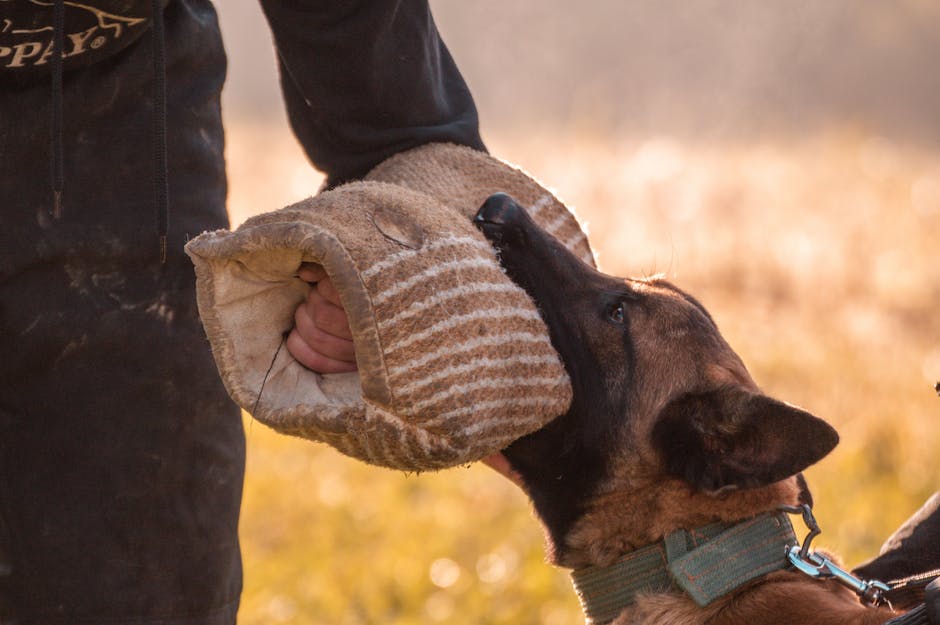 Hundezwangsverhalten: Begründung warum Hunde sich selbst in die Beine beißen