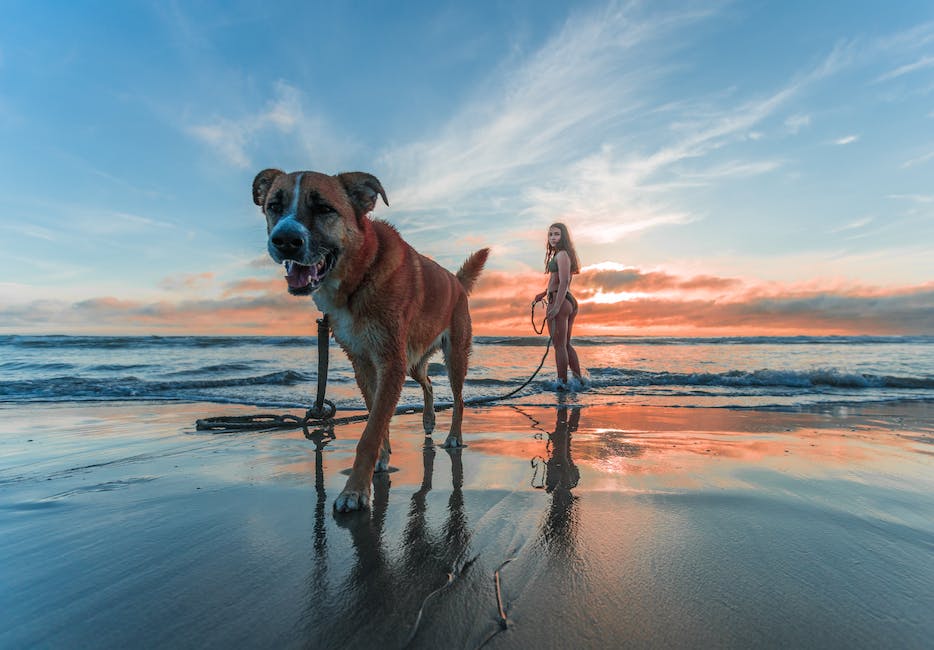 Hunde beißen sich selbst in die Beine - Ursachen und Lösungen