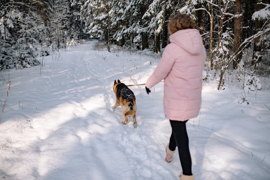 Hunde auf dem Weg zwischen die Beine von Besitzern