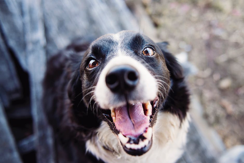 Warum stolpert mein Hund immer zwischen meine Beine