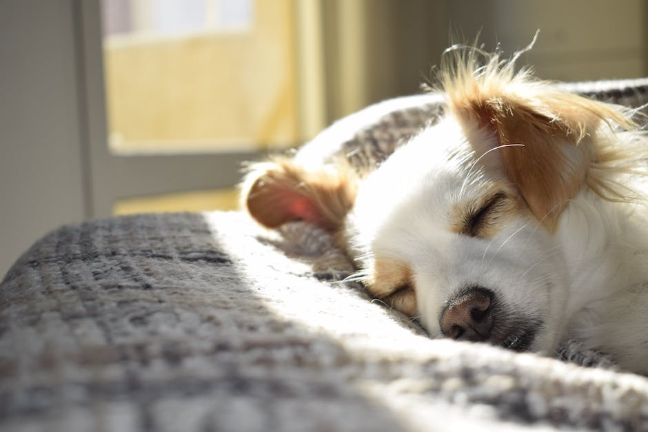 Hunde heben das Bein aus verschiedenen Gründen