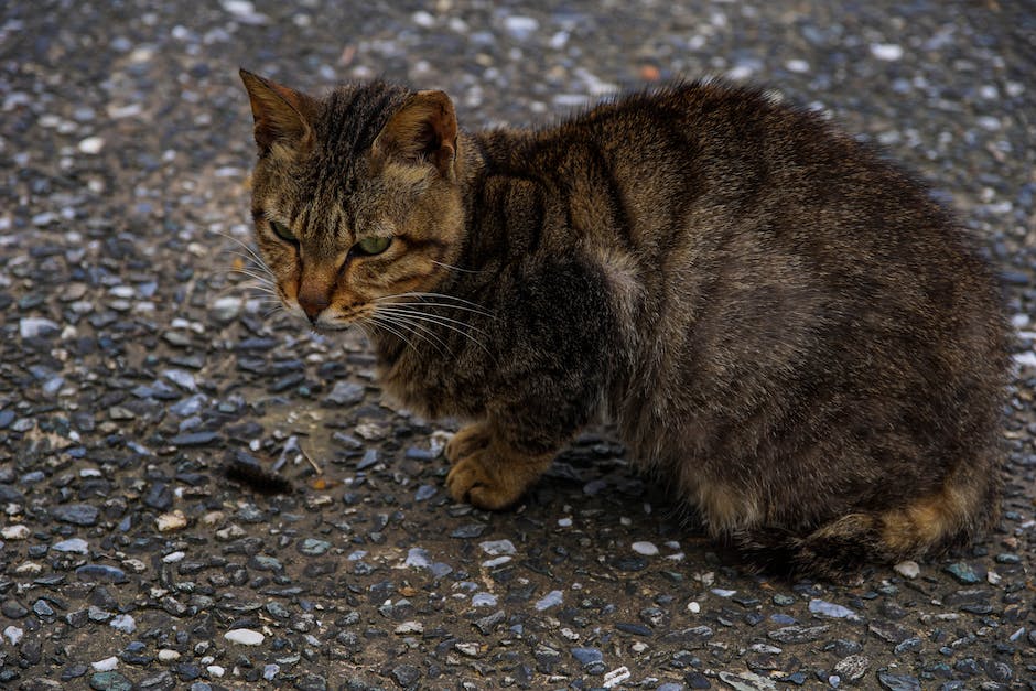  Katzen laufen zwischen Menschenbeinen Reflex nachschauen