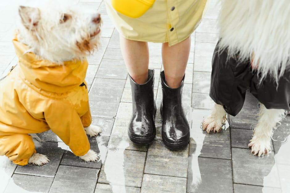  warum laufen Kleine Hunde auf drei Beinen?