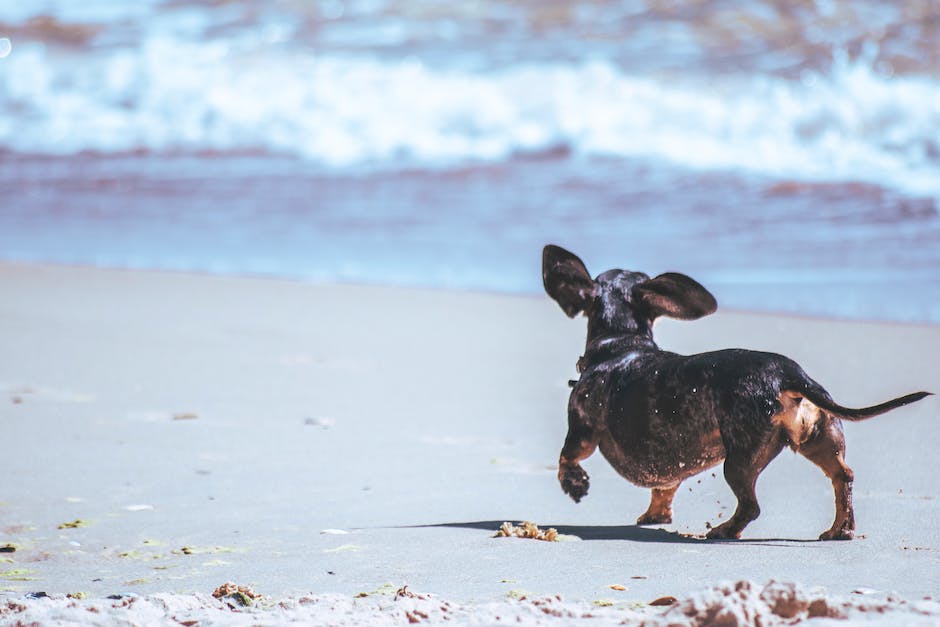 Warum lecken Hunde ihre Beine ab?