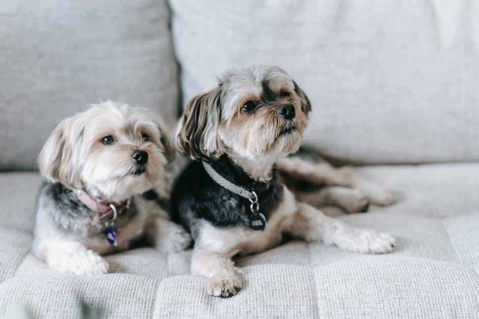 Hunde lecken an Menschenbeinen aus verschiedenen Gründen