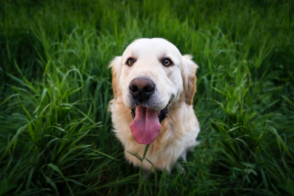  Warum lecken Hunde an Menschenbeinen?