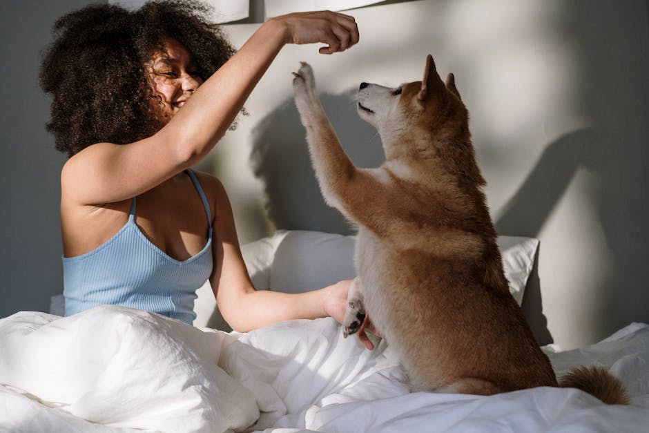 Hunde lecken Menschen an den Beinen, warum?