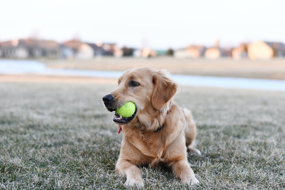  Warum leckt mein Hund mein Bein?