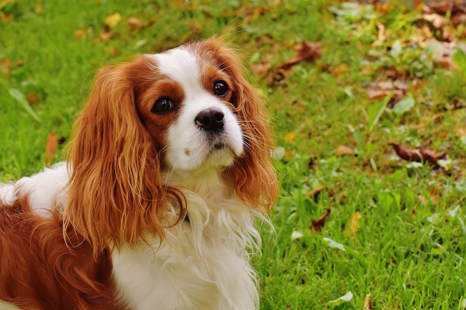 Warum leckt mein Hund mein Bein