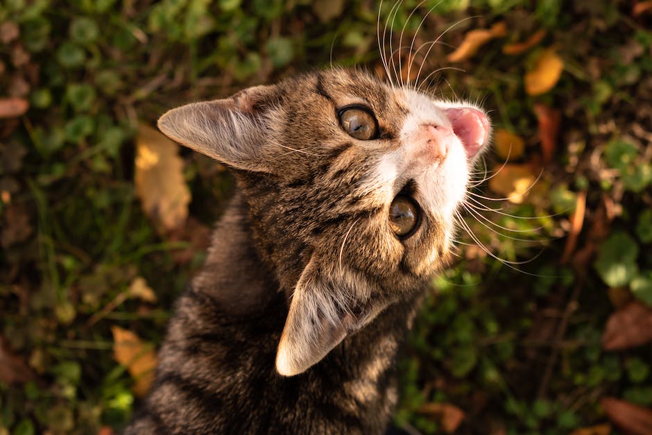  Katzen zwischen den Beinen entspannen