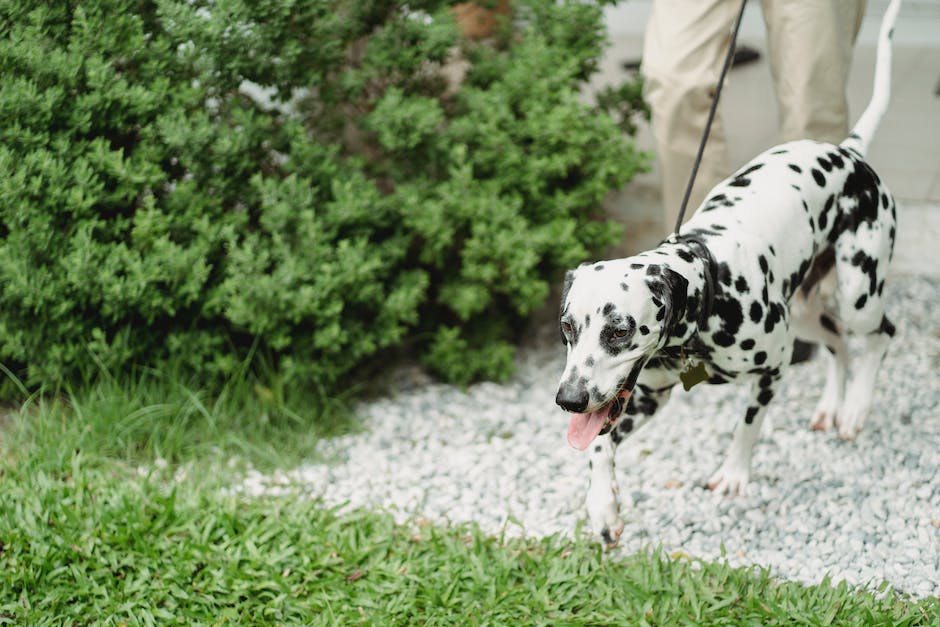  Hund liegt gerne bequem zwischen den Beinen