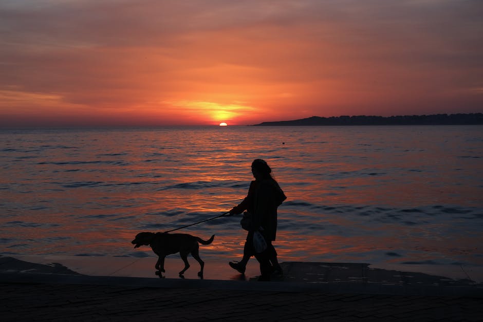 Hunde im Schneidersitz zwischen den Beinen liegend