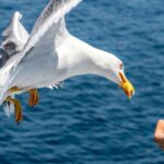 Fliegen reiben Beine aneinander um Staub abzustreifen.