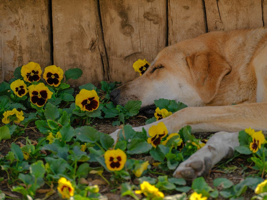  Hundeschlafposition: Warum schlafen Hunde gerne zwischen den Beinen?