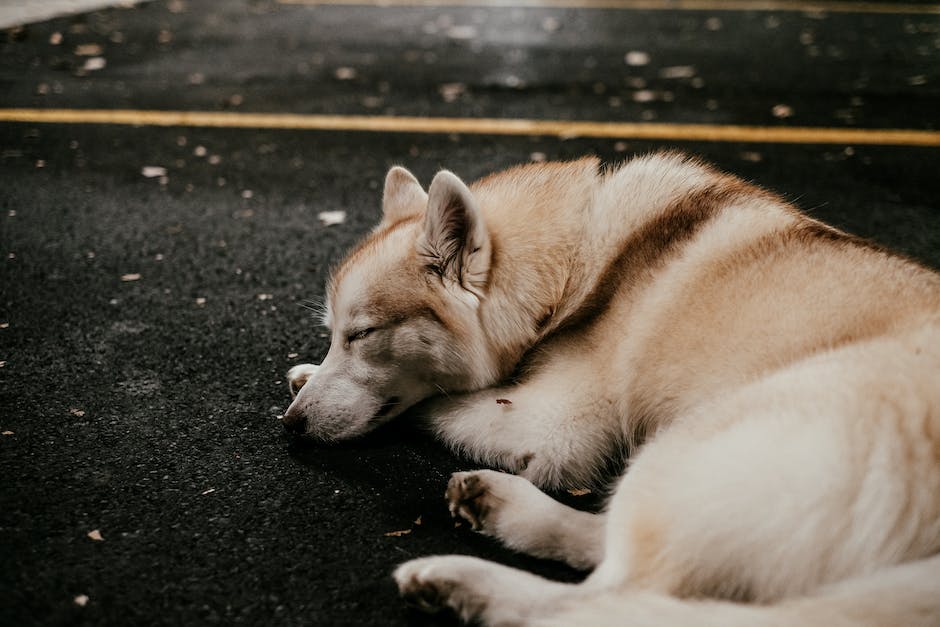  Warum Hunde sich zwischen Beine kuscheln