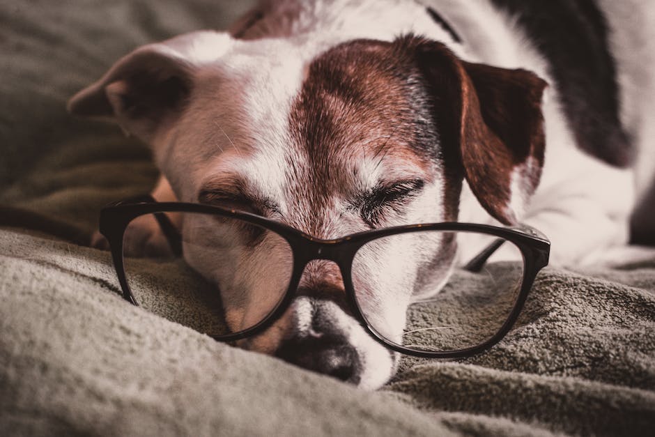  Warum Hunde gerne zwischen den Beinen ihrer Besitzer schlafen