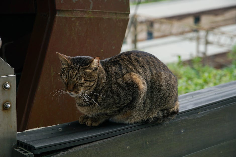  Katzen schlafen zwischen Beinen wegen Wärme und Komfort