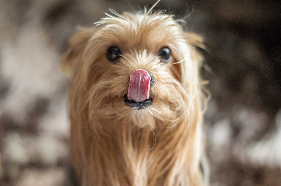 Warum leckt mein Hund meine Beine ab