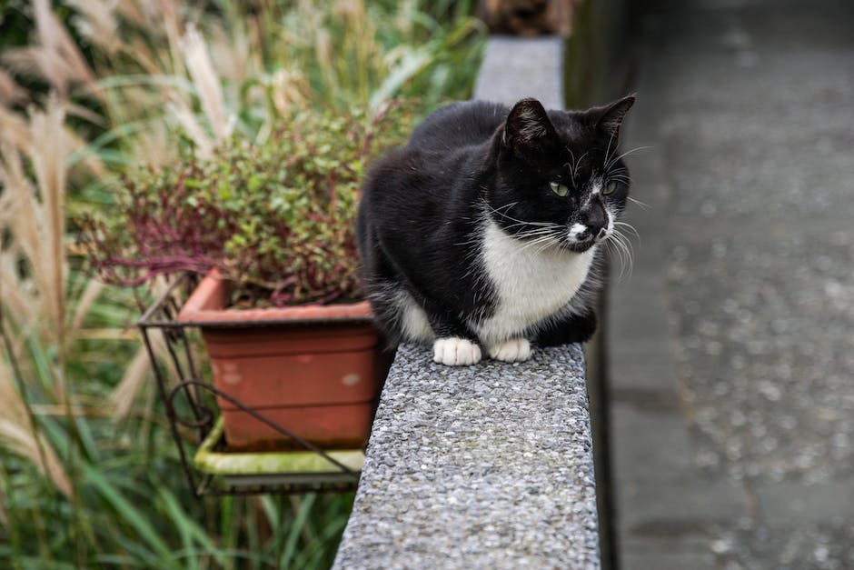 Katzen bei der Jagd nach Beute um die Beine schleichen.