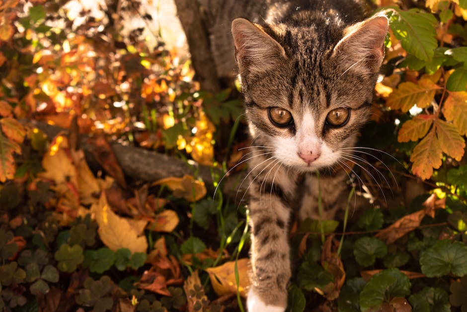 Katzen schleichen um die Beine wodurch sie unsere Aufmerksamkeit erregen