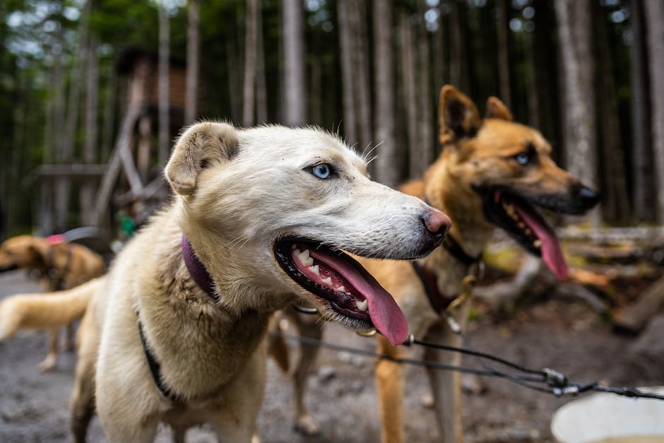 Hunde zwischen den Beinen schnüffeln - Warum?