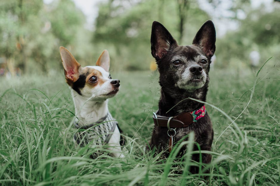 Warum sniffen Hunde zwischen den Beinen?