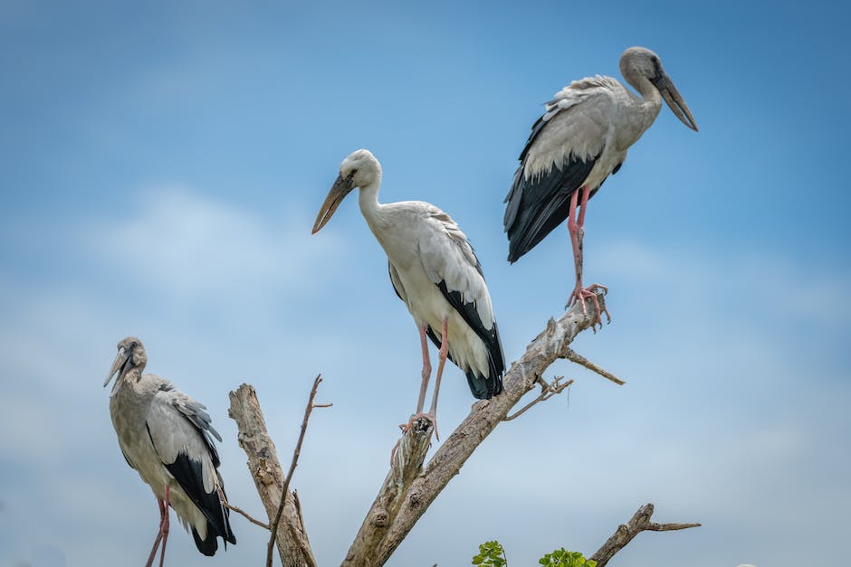  Vögel stehen auf einem Bein zur Wärmesparung