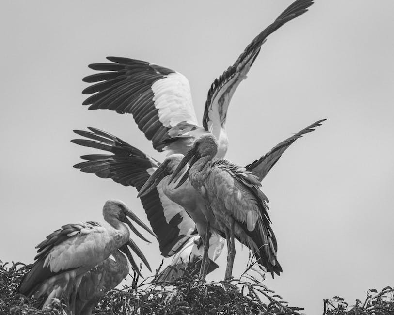  Warum steht ein Storch auf einem Bein?