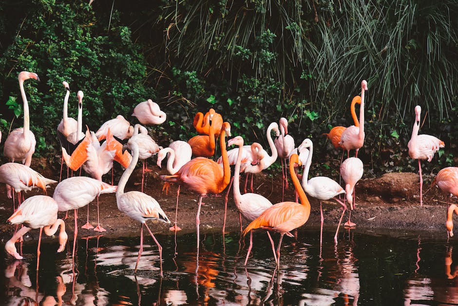  Warum balanciert ein Flamingo auf einem Bein?