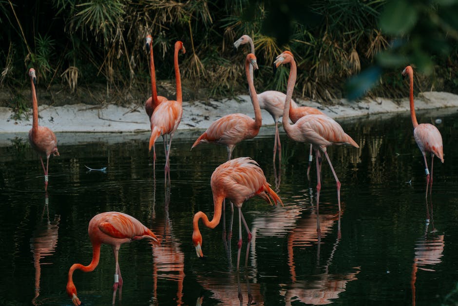  Warum stützt sich ein Flamingo auf einem Bein ab?