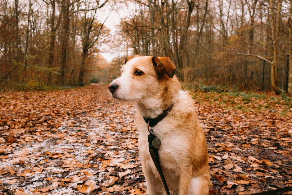  Hund-Verhalten, Interaktion zwischen Mensch und Hund, Hund-Mensch Dynamics