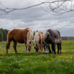 Pferd mit gebrochenem Bein Einschläfern Gründe