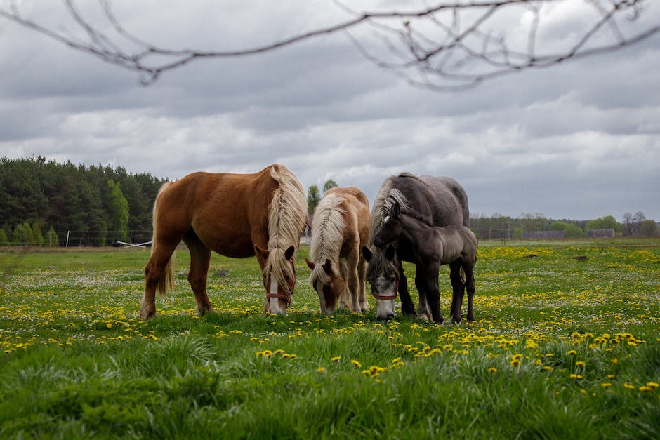 Pferd mit gebrochenem Bein Einschläfern Gründe