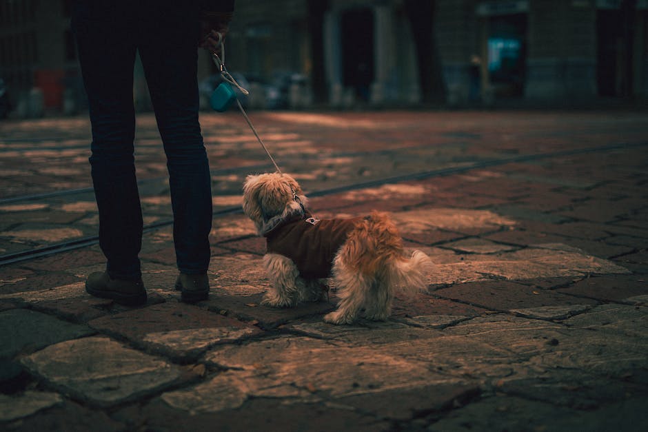 Hunde mit dem Bein zucken - Ursachen und Behandlung