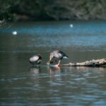 "Behandlung von Wasser in den Beinen während der Schwangerschaft"