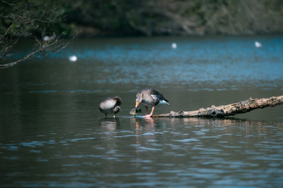 "Behandlung von Wasser in den Beinen während der Schwangerschaft"