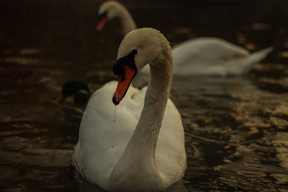  wie lässt sich Wasser aus den Beinen entfernen?