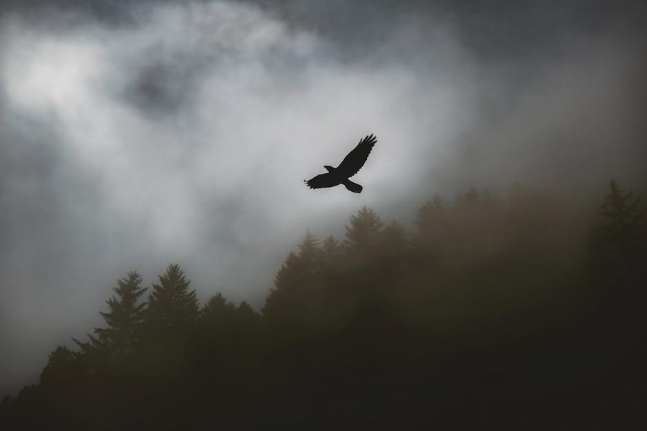 Fliegen mit zwei Beinen