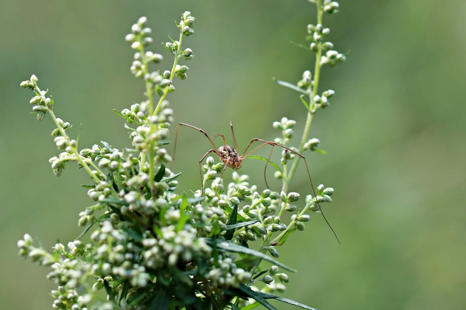  Anzahl der Beine von Insekten