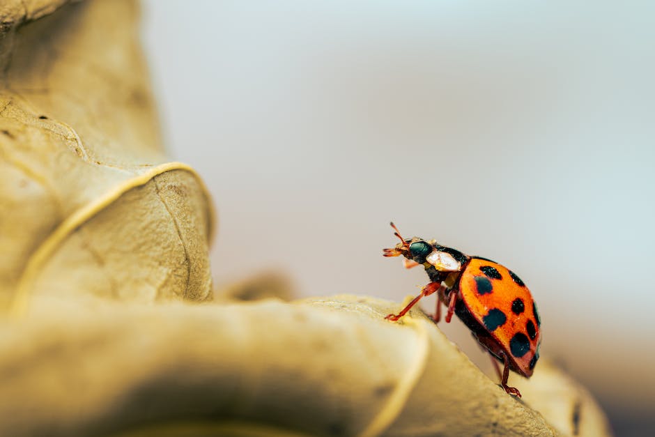  Anzahl der Beine Marienkäfer