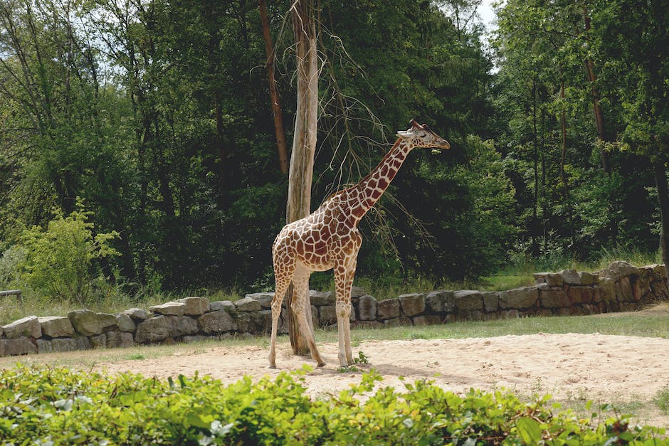  Anzahl der Beine einer Giraffe