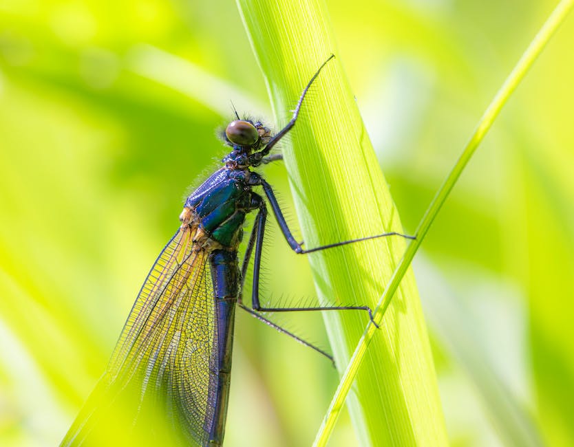  Anzahl Beine Libelle