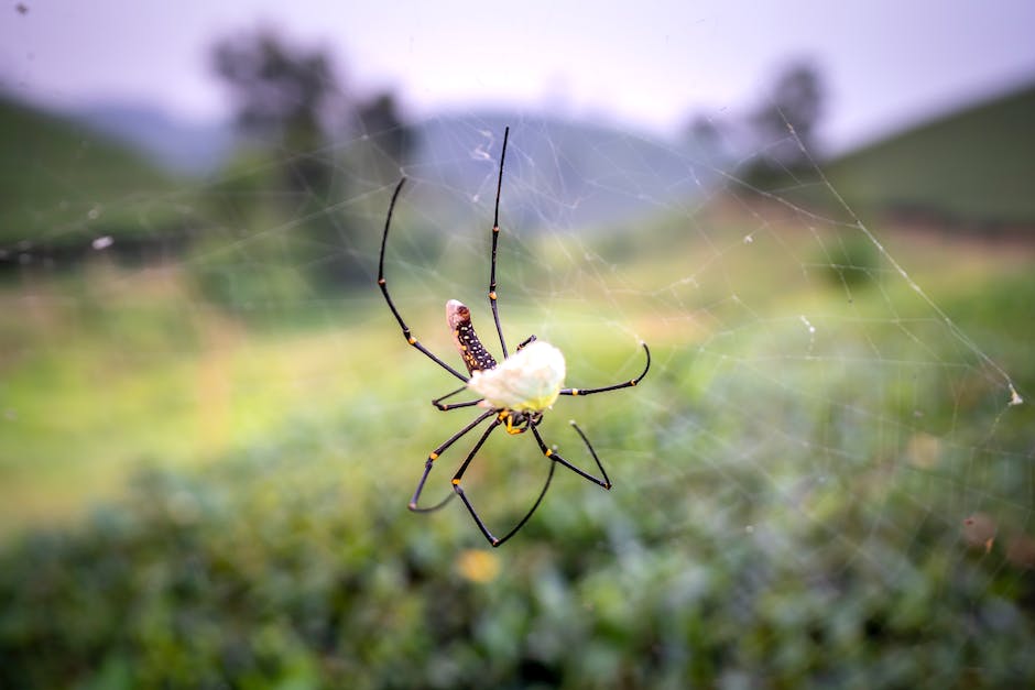  Anzahl der Beine einer Spinne