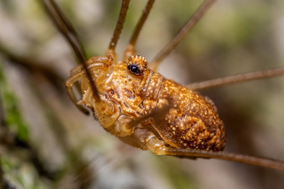 anzahl beine Spinne 8