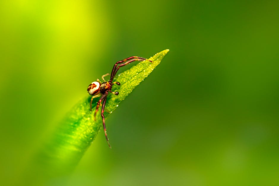 Anzahl der Beine einer Spinne laut Wikipedia